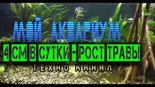 4 см в сутки растет трава в аквариуме 