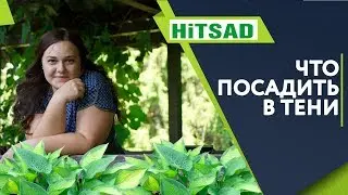 Что Посадить в Тени 🌺 Самые Тенелюбивые Растения 🌸