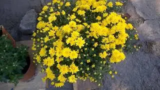 Цветник в октябре/Новые растения/Итоги сезона 2021.Flower garden in October / New plants / 2021.