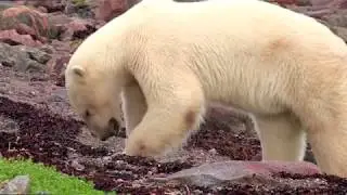 Die Eisbären [Doku]
