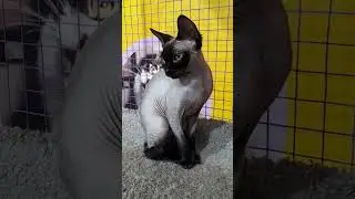 Киска - супермодель)) #animals #котики #кошки #животные #cat