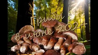 Грибы. Белые и боровики в Подмосковье. 20 июня 2024 года