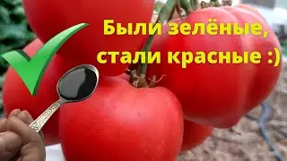 Это нужно томатам для быстрого созревания. После этой подкормки томаты быстро краснеют