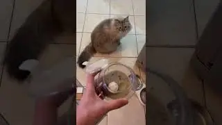 Домашние многоножки #бомбический_научпоп