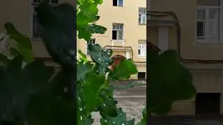 Маленькие желуди на дубах, Питер, май 2024