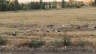 Yabanileşmiş yüzlerce ev güvercini.