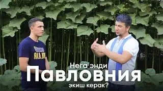 Нега энди Павловния экиш керак?