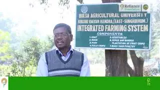 गेहूं की फसल में जड़ माहू कीट का प्रबंधन | Pest Management of Root Aphids for Wheat