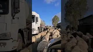 плывём по овечьей реке в Армении 🐑 🐑 🐑  