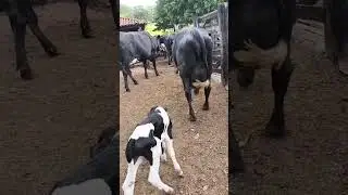 Dairy cow worth 10 thousand reais
