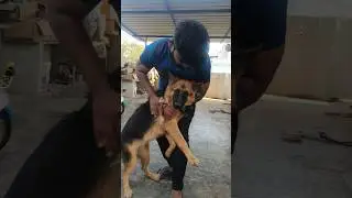 Our Dog Protecting Kids #8months #germanshepherd #doglover #trending #youtubeshorts