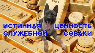 В чём истинная ценность служебной собаки? The real value of the dog.