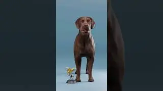 chihuahua vs Irish Wolfhound