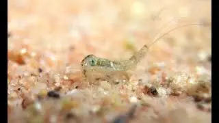 Vernal Pool in the Desert ~ Red Rock Canyon