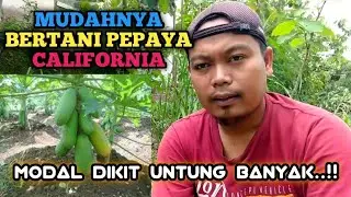 Anti Gagal..!! | Cara Bertani Pepaya California | Modal Ringan Untung Banyak..!! 