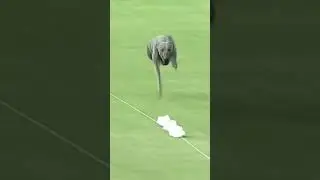 The fastest dog alive 😳