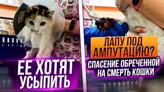 Покусали собаки😟 забрала с Кисловодска кошечку, которую хотели усыпить. Врачи говорят УДАЛЯТЬ лапу🥺