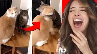 Pokimane Reacts to Daily Dose of Internet