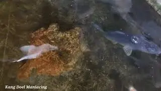 IKAN hasil mancing