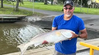 Mermentau River Redfish