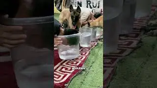 Собака раскусила трюк хозяина