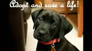 SCTA presents - How to express our love towards animals