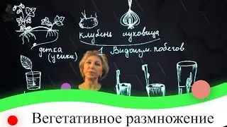 Вегетативное размножение. 7 класс.