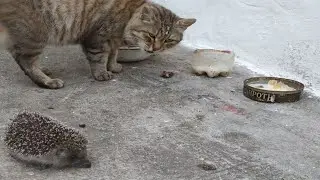 ЕЖИ 🦔 против КОТОВ. Битва за миску.