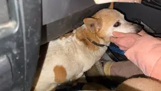 The terrible secrets of an old dog: what mysteries does its past hide?!
