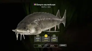 202 КГ Белуга Каспийская на Матч! - Русская Рыбалка 4