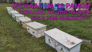 ЛЕЖАК 16 РАМОК страшно для пасеки или нет как с ним работать ☝️🐝🐝