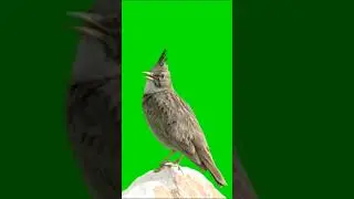 Birds  Green  Screen  No Copyright  /Green screen animation effects/Green screen Cartoon