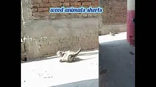 cats fight | wood animals shorts