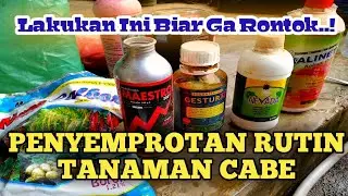 Penyemprotan Rutin Cabe Agar Tidak Rontok | Pupuk cair Insektisida | @kendeltani