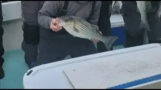 Big Changes May Come for the ’24 Rockfish Season Following Another Population Decline