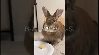 this sh*t is bananas 🍌 