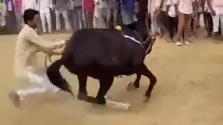 Танец лошади.