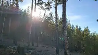 Охота на косулю с подхода. Hunting for roe deer from the approach.