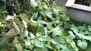 十月小黄瓜，南瓜， 韭菜，西红柿 丰收 （October garden harvest： Cucumber, pumpkin, Chives and tomato)