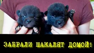 Забрали шакалят домой! 