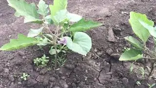 Обзор огорода на 11 июня.Все растёт,все цветёт.