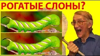 Как Вырастить Гусеницу Бражника Дома? Рогатые Гусеницы Слоны на Прогулке.   Сиреневый Бражник.