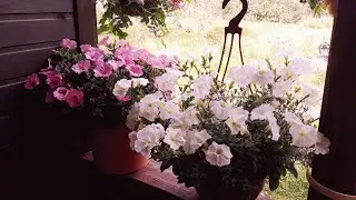 ПЕТУНИЯ В СЕЗОНЕ 2020 / ОБЗОР СЕРИЙ - ЧАСТЬ 2 🌺