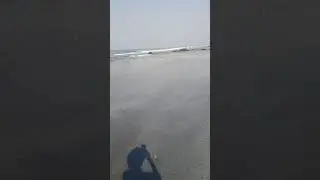 Птицы на пляже морджима