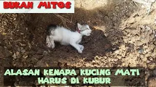 Kucing Mati Harus Di Kubur.. Ini Alasanya..!!