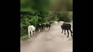 ПРИУЧАЕМ ТЕЛОК ХОДИТЬ В СТАДО!НЕПРОСТОЕ ЭТО ДЕЛО!ОБРАБОТКА ОТ МУХ И ОВОДОВ!ВЕЧЕР!ТЕПЛИЦЫ НЕ ПОСАЖЕНЫ