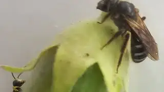 в эфире! WILD SOLITARY BEES & WASPS in Autumn Kyiv Ukraine Halictidae, Cerceris Crabronidae Vespidae