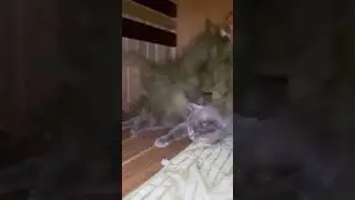 Кот в бане? Парится? С веником? Не верю! Кот прикол