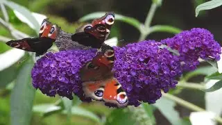 Vlinders In De Tuin | Robertberkelder.com