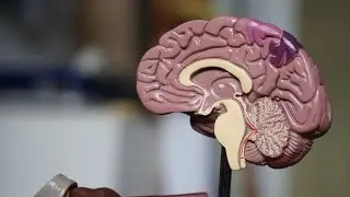 Human Brain HD Stock Videos | Free stock footage | Free HD Videos - No Copyright | 